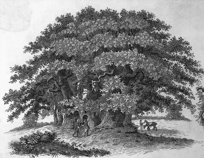 Framed Print : Engraving of a Chestnut Tree