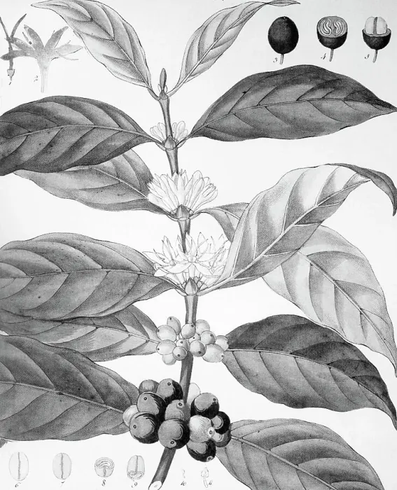 Framed Print : Engraving Of Coffe Arabica Framed Print : Engraving Of Coffe Arabica