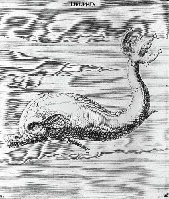 Framed Print : Engraving Of Constellation Delphin Framed Print : Engraving Of Constellation Delphin