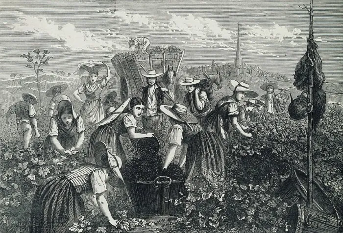 Framed Print : Engraving Depicting Grape Harvest Framed Print : Engraving Depicting Grape Harvest