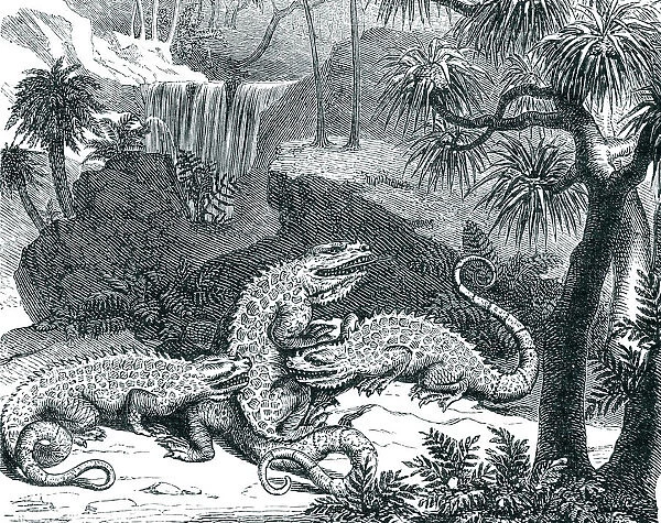 Engraving of dinosaur iguanodon fighting 1872