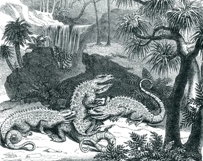 Framed Print : Engraving of dinosaur iguanodon fighting 1872
