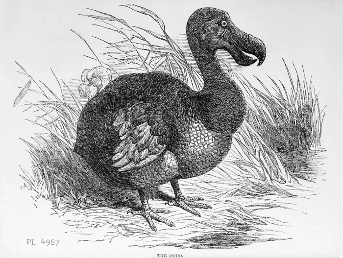 Framed Print : Engraving of a Dodo Bird Framed Print : Engraving of a Dodo Bird
