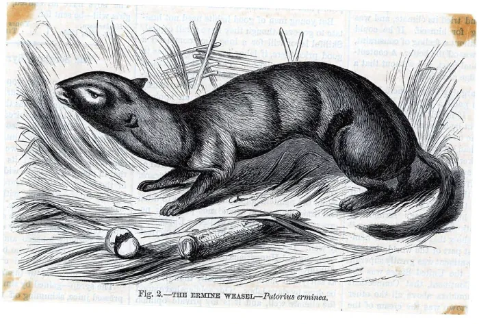 Framed Print : Engraving Of An Ermine Weasel