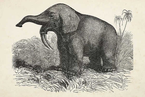 Engraving of extinct elephant Deinotherium from 1872