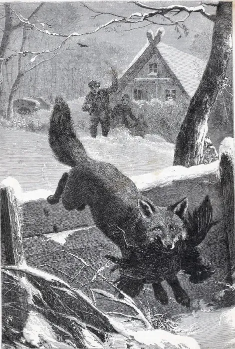 Framed Print : Engraving Of A Fox Stealing A Rooster Framed Print : Engraving Of A Fox Stealing A Rooster