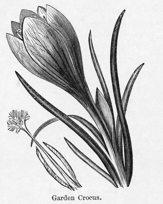 Framed Print : Engraving Of The Garden Crocus Framed Print : Engraving Of The Garden Crocus