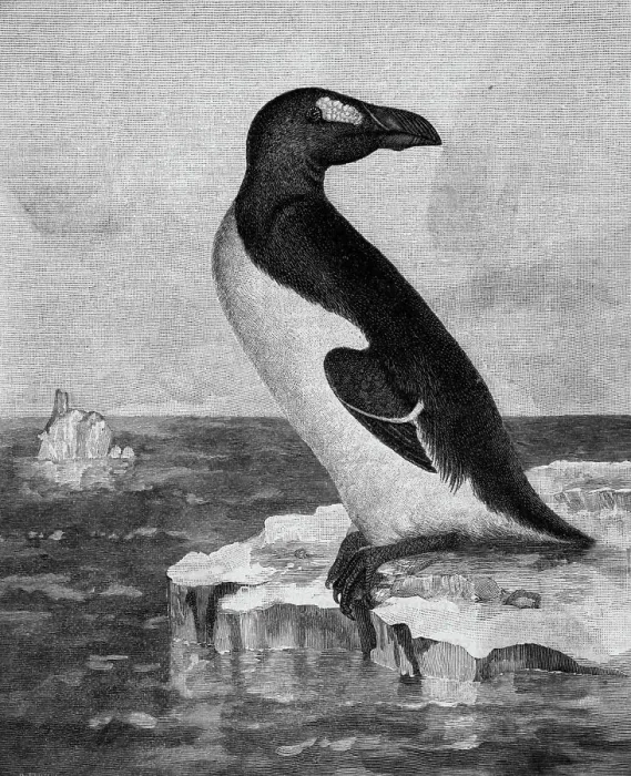 Framed Print : Engraving of the Great Auk Framed Print : Engraving of the Great Auk