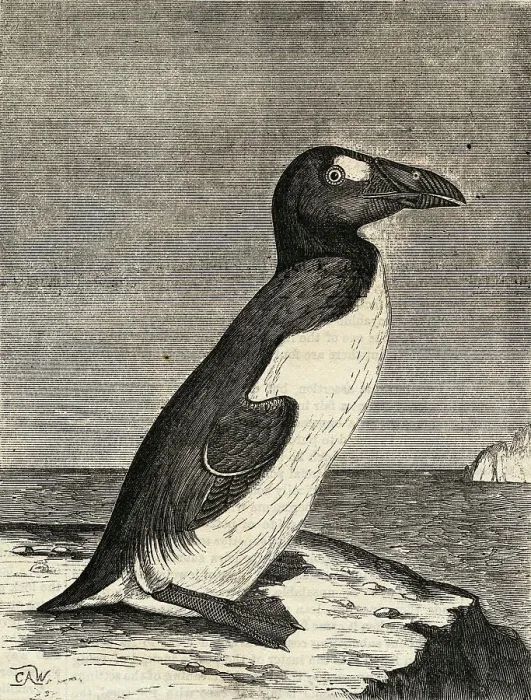 Framed Print : Engraving of Great Auk Framed Print : Engraving of Great Auk