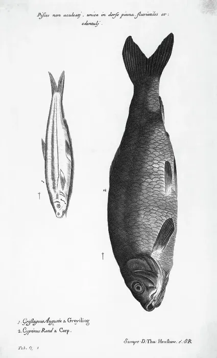 Framed Print : Engraving Of A Greyfling And A Carp Framed Print : Engraving Of A Greyfling And A Carp