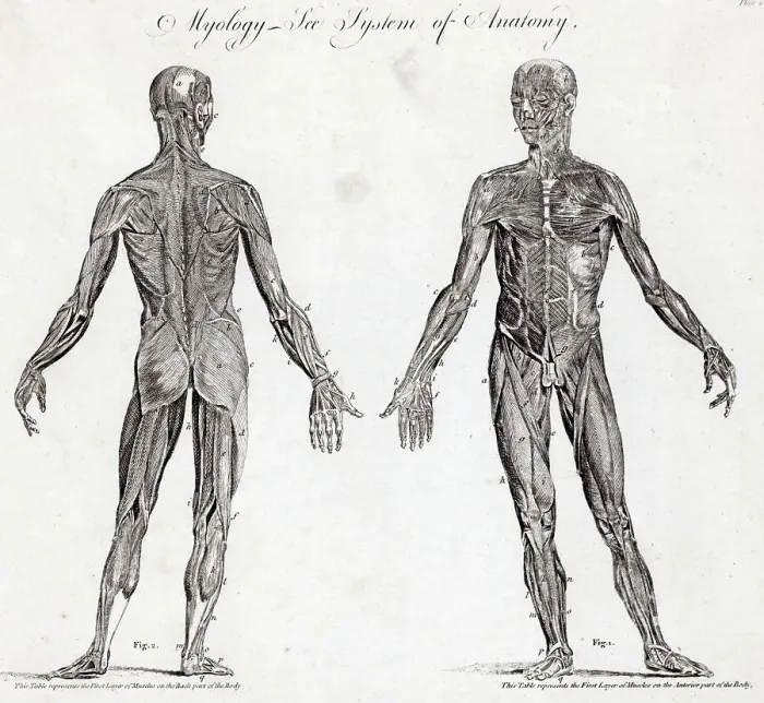 Framed Print : Engraving Of Human Muscular Anatomy Framed Print : Engraving Of Human Muscular Anatomy