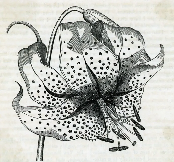 Framed Print : Engraving Of Lily Flower Framed Print : Engraving Of Lily Flower