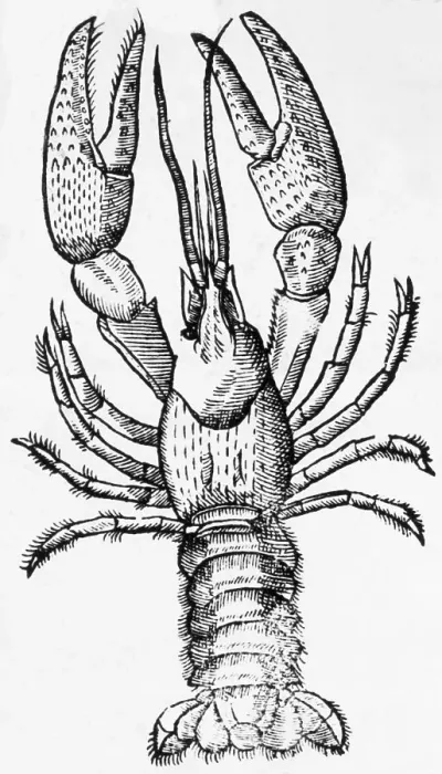 Framed Print : Engraving Of A Lobster Framed Print : Engraving Of A Lobster