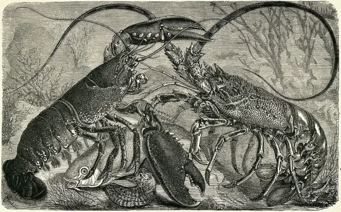 Framed Print : Engraving of Lobster and Spring Lobster