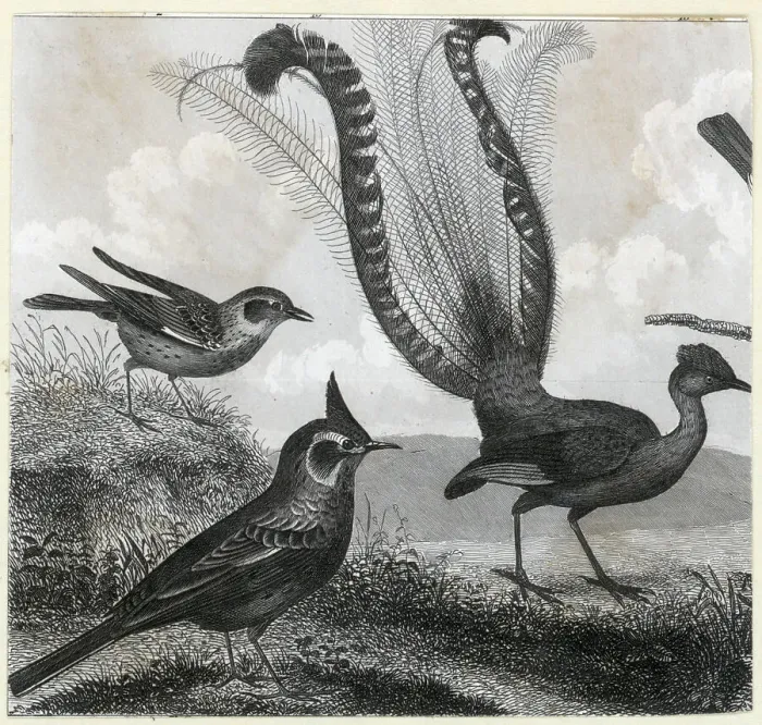 Framed Print : Engraving Of A Lyrebird Framed Print : Engraving Of A Lyrebird
