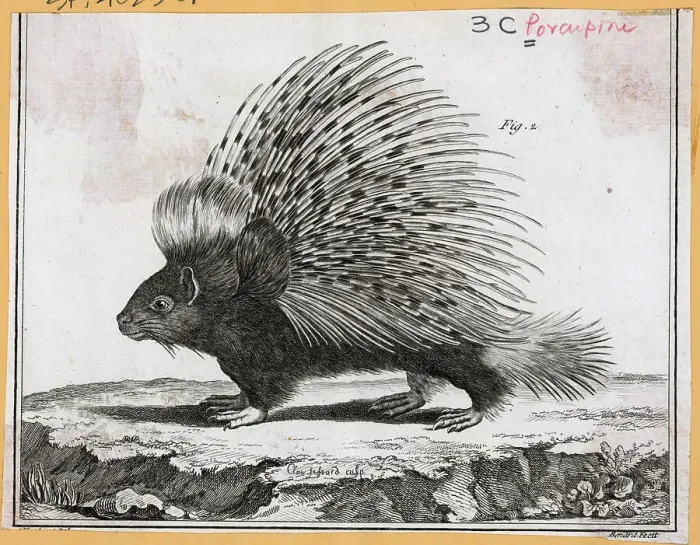 Framed Print : Engraving Of A Porcupine Framed Print : Engraving Of A Porcupine
