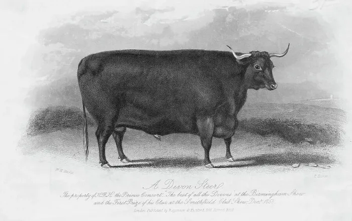 Framed Print : Engraving of Prize Winning Devon Steer Framed Print : Engraving of Prize Winning Devon Steer