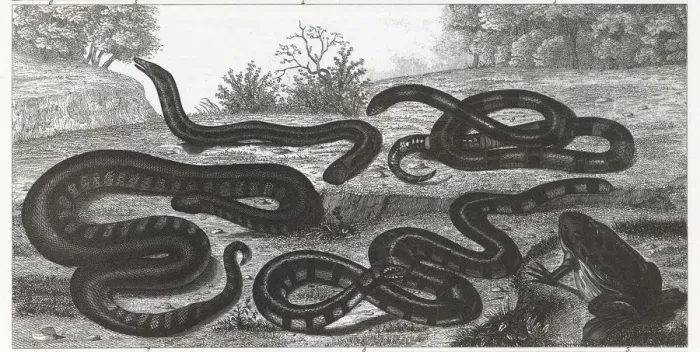 Framed Print : Engraving of reptiles and amphibians from Iconographic Encyclopedia of Science, Literature & Art