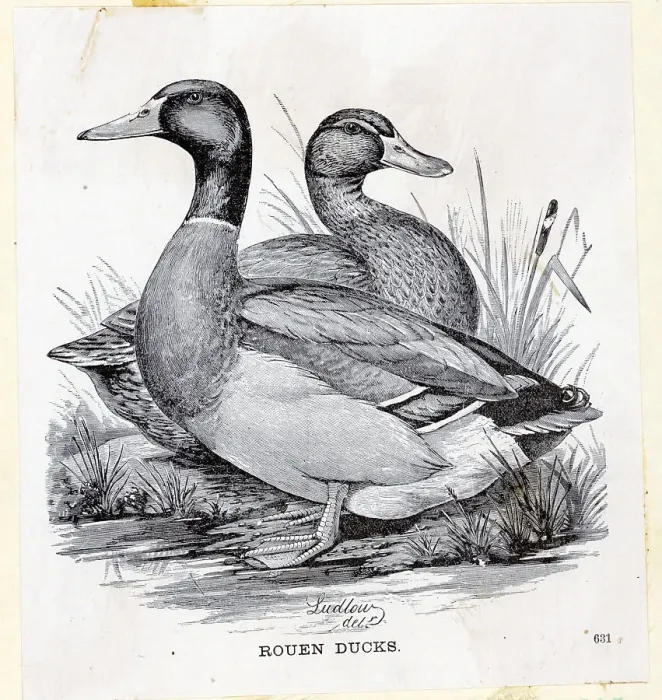 Framed Print : Engraving Of Rouen Ducks On Land