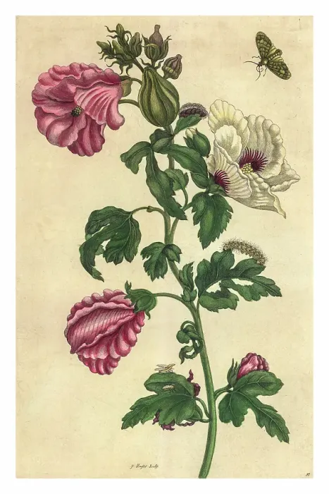 Framed Print : Engraving of a sprig of Okra with the life cycle of an unidentified insect Framed Print : Engraving of a sprig of Okra with the life cycle of an unidentified insect