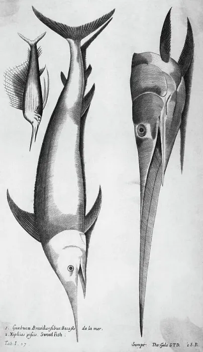Framed Print : Engraving Of Swordfish Framed Print : Engraving Of Swordfish