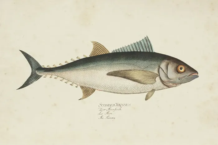 Framed Print : Engraving tuna fish tunny from 1785