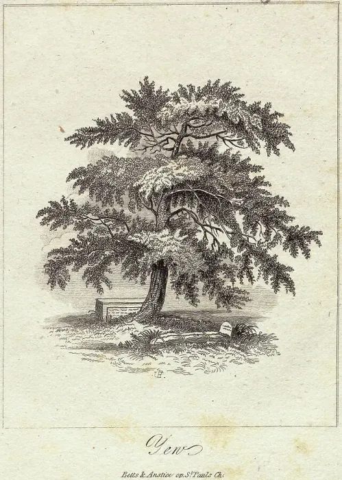 Framed Print : Engraving of Yew Tree Framed Print : Engraving of Yew Tree