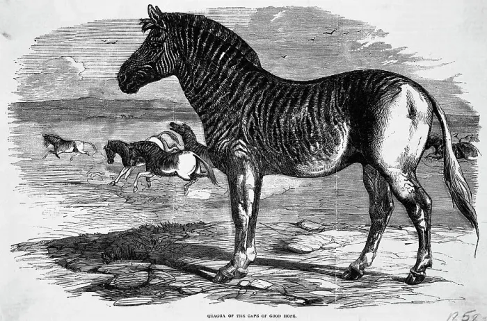 Framed Print : Engraving Of Zebra Relative In Africa Framed Print : Engraving Of Zebra Relative In Africa