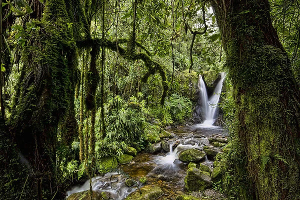 Enocks Falls near Sine Hut, montane forest vegetation zone, Kilembe Route, Rwenzori National Park, Kasese District, Uganda