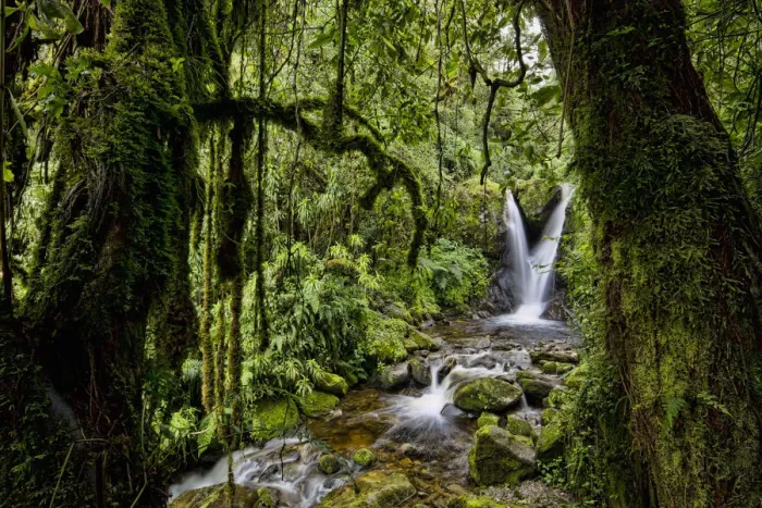 Framed Print : Enocks Falls near Sine Hut, montane forest vegetation zone, Kilembe Route, Rwenzori National Park, Kasese District, Uganda