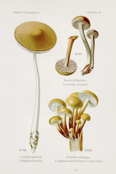 Framed Print : Enoki Collybia mushroom 1891 Framed Print : Enoki Collybia mushroom 1891