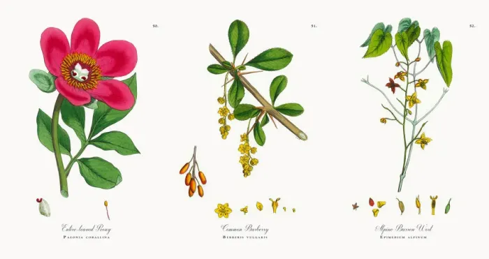 Framed Print : Entire-leaved Peony, Paeonia corallina, Victorian Botanical Illustration, 1863 Framed Print : Entire-leaved Peony, Paeonia corallina, Victorian Botanical Illustration, 1863