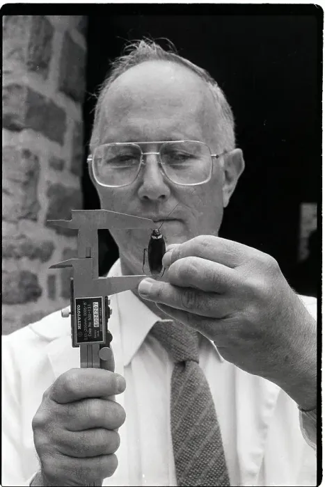 Framed Print : Entomologist Measuring Cockroach Size Framed Print : Entomologist Measuring Cockroach Size
