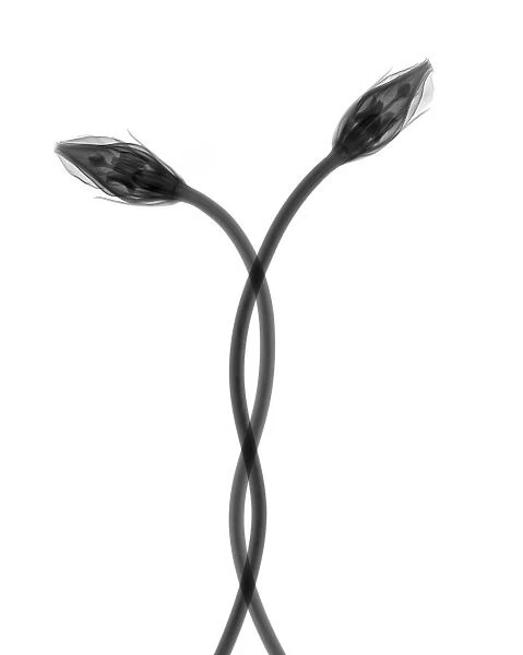 Entwined lisianthus, X-ray
