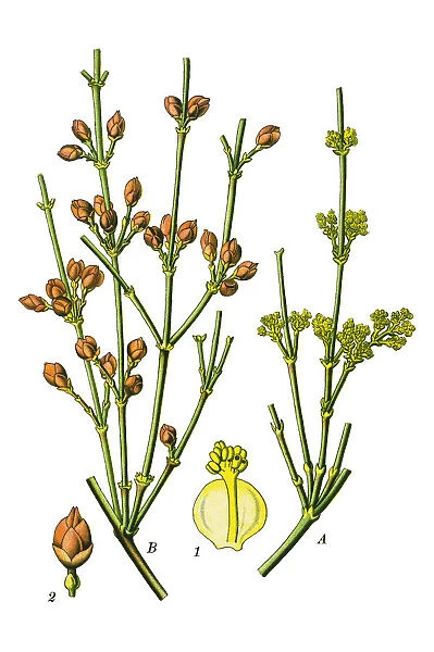 Ephedra. Antique illustration of a Medicinal and Herbal Plants.