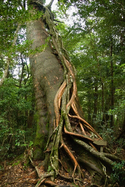 Epiphyte growing on Japanese cedar tree, Yakushima