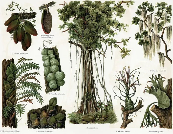 Framed Print : Epiphyten Lithograph Of Southern Plants Framed Print : Epiphyten Lithograph Of Southern Plants