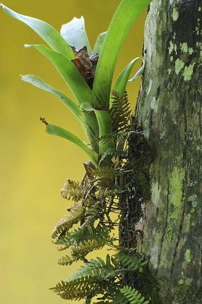 Epiphytes, bromilead and ferns, growing on tree in tropical rain forest. Parque Nacional Coiba, Isla Coiba, Panama. UNESCO World Heritage Site