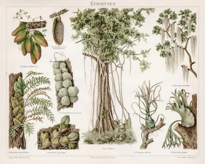 Framed Print : Epiphytes chromolithograph 1895 Framed Print : Epiphytes chromolithograph 1895