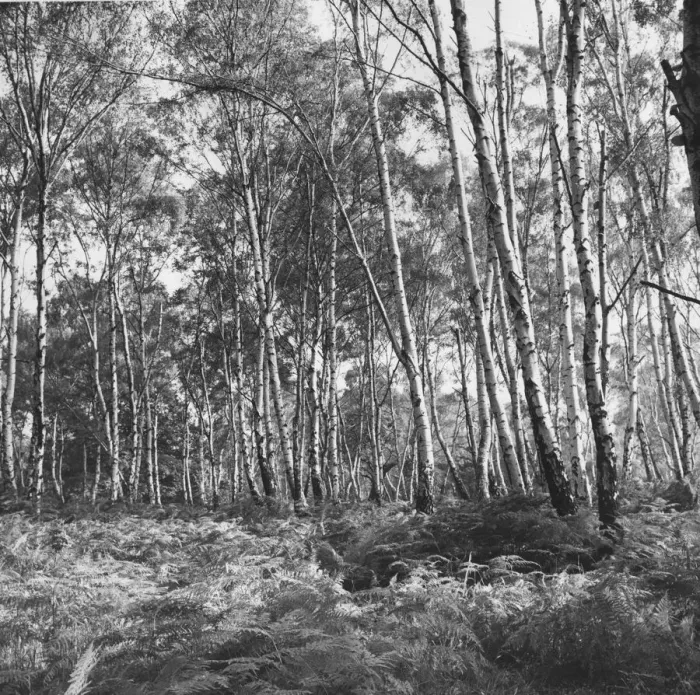 Framed Print : Epping Forest Framed Print : Epping Forest