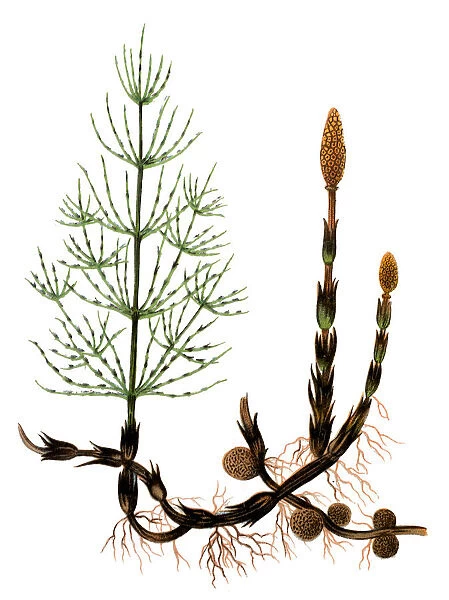 Equisetum arvense, the field horsetail or common horsetail