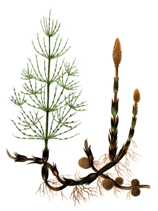 Framed Print : Equisetum arvense, the field horsetail or common horsetail Framed Print : Equisetum arvense, the field horsetail or common horsetail