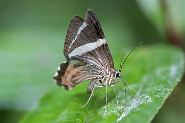 Erateina moth -Erateina sp. -, Tandayapa region, Andean cloud forest, Ecuador, South America