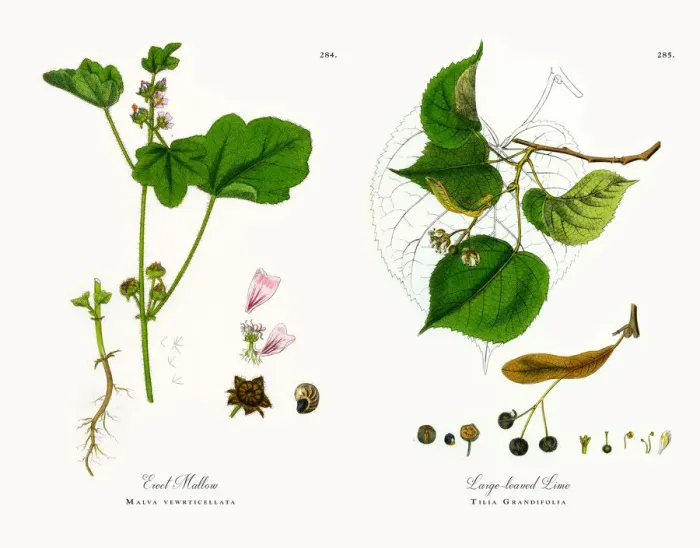 Framed Print : Erect Mallow, Malva vewrticellata, Victorian Botanical Illustration, 1863 Framed Print : Erect Mallow, Malva vewrticellata, Victorian Botanical Illustration, 1863