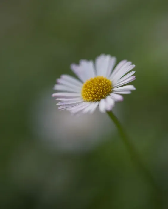 Framed Print : Erigeron Daisy Close Up