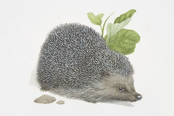 Framed Print : Erinaceus europaeus, European Hedgehog Framed Print : Erinaceus europaeus, European Hedgehog