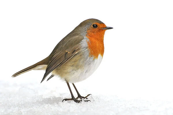 Robin. Erithacus rubecula at Christmas in the snow