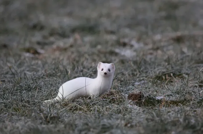 Framed Print : Ermine -Mustela erminea- in its winter coat, Allgaeu, Bavaria, Germany, Europe