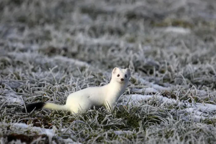 Framed Print : Ermine -Mustela erminea- in its winter coat on a hoarfrost-covered meadow, Allgaeu, Bavaria, Germany, Europe Framed Print : Ermine -Mustela erminea- in its winter coat on a hoarfrost-covered meadow, Allgaeu, Bavaria, Germany, Europe