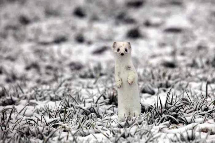 Framed Print : Ermine -Mustela erminea- in its winter coat on a hoarfrost-covered meadow, Allgaeu, Bavaria, Germany, Europe